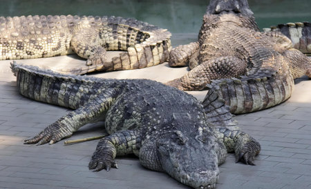 a photography of two alligators laying on the ground next to each other.