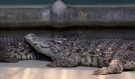 a photography of two alligators laying on the ground next to each other.