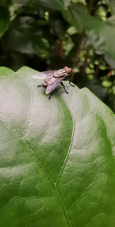 a photography of a fly sitting on a leaf in the forest, fly on a leaf with a red head and black...