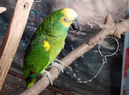 a photography of a parrot sitting on a branch in a cage, macaw parrot perched on a branch in a cage...