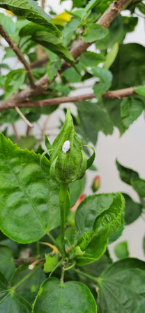 a photography of a green flower budding on a tree, vine snake with a white spot on its head and a...