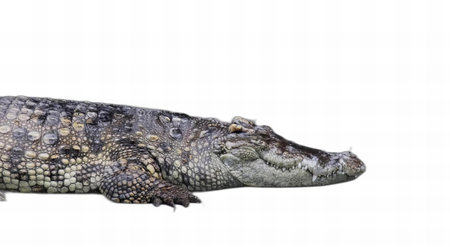 a photography of a crocodile with its mouth open and its teeth wide open.の写真素材