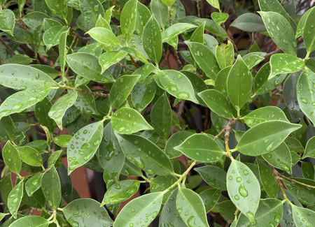 a photography of a plant with water droplets on it, flowerpots are filled with water droplets on a...