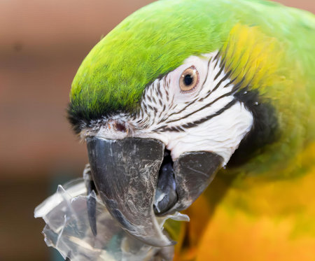 a photography of a parrot with a green head and yellow feathers, macaw with green and yellow feathers and a yellow beak.の写真素材