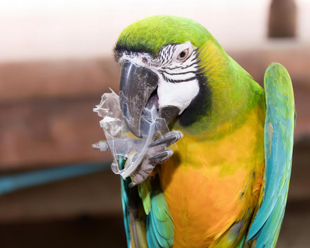 a photography of a parrot with a plastic bag in its mouth, macaw with a plastic bag in its beak.