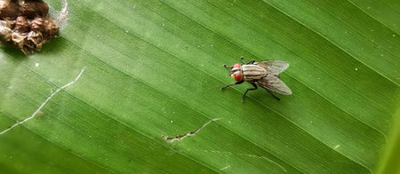 a photography of a fly on a leaf with a bug in the background, fly on a green leaf with a red spot on its face.の写真素材