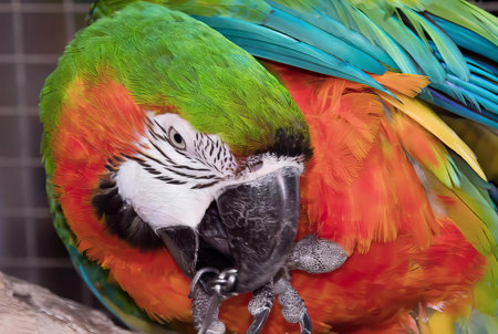 a photography of a colorful parrot sitting on a branch with its head resting on the branch.