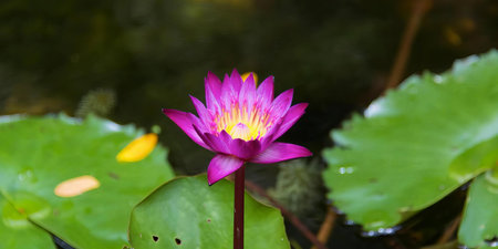 a photography of a purple flower in a pond with green leaves, water snake in the pond with a purple flower and green leaves.の写真素材