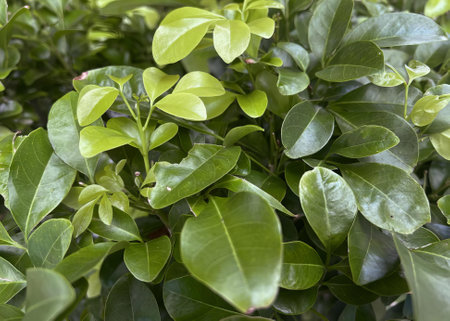 a photography of a close up of a plant with green leaves, flowerpot on a tree with green leaves in a...