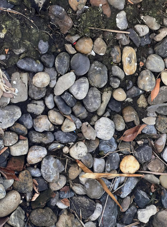 a photography of a bird sitting on a rock covered ground, garter snake on a rock covered ground with...