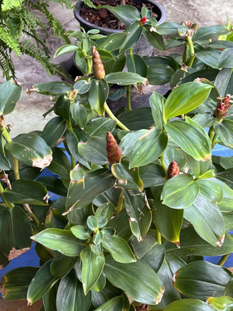 a photography of a plant with green leaves and a brown flower, flowerpots with green leaves and...