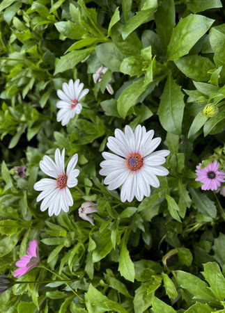 a photography of a group of white flowers in a garden, daisy flowers in a garden with green leaves...