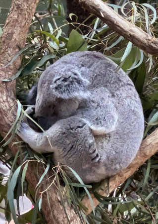 a photography of a koala sleeping in a tree with its head on a branch, phascolarctos cinereusus sleeping in a tree with leaves.の写真素材