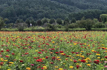 a photography of a field of flowers with a mountain in the background, alp of flowers in a field with mountains in the background.の写真素材