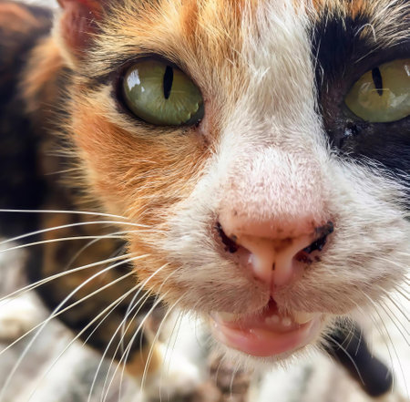 a photography of a cat with green eyes and a white nose, there is a cat with green eyes and a white...