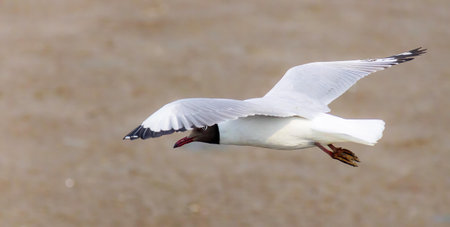 a photography of a white bird flying over a field of grass, there is a white bird flying in the air...