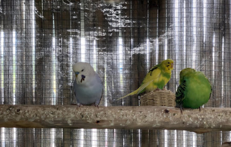 a photography of three parakeets sitting on a perch in a cage, there are three parakeets sitting on...