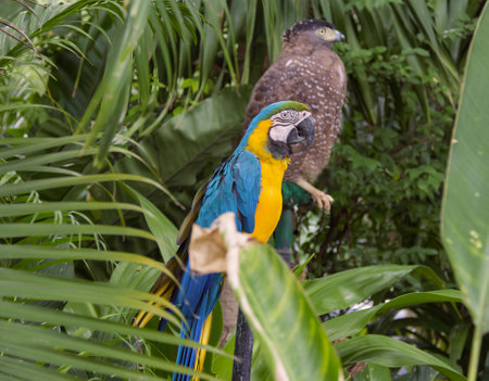 a photography of a parrot sitting on a branch in a jungle, there are two colorful birds sitting on a tree branch.