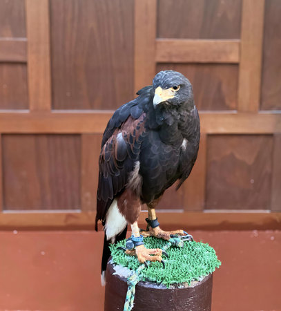 a photography of a bird of prey sitting on a post, there is a bird that is sitting on a post.