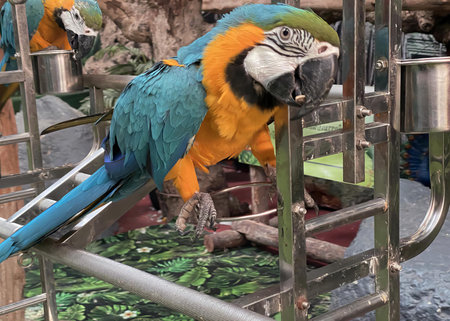 a photography of a parrot sitting on a metal ladder in a zoo, there is a parrot that is sitting on a...