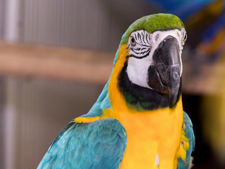 a photography of a parrot with a blue and yellow face, parrot with a blue and yellow feathers and a yellow beak.の写真素材