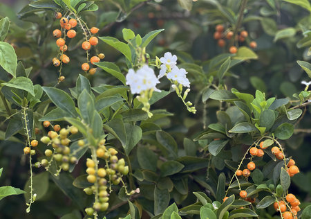a bunch of white flowers and orange berries.