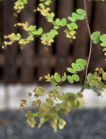 a plant with green leaves.