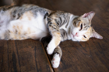 a cat lying on a wooden floor..の写真素材