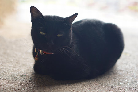 a black cat laying on the floor.の写真素材