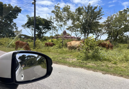 a herd of cattle grazing on the side of the road..の写真素材