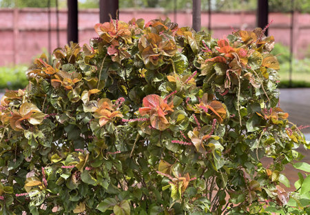 a plant with red leaves and orange leaves..