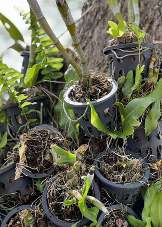 a group of plants in pots.の写真素材