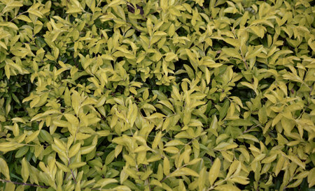 the leaves of this plant are green..