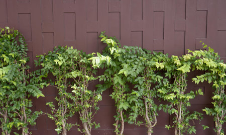 a plant growing on a fence.の写真素材