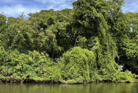 a river with lush vegetation.