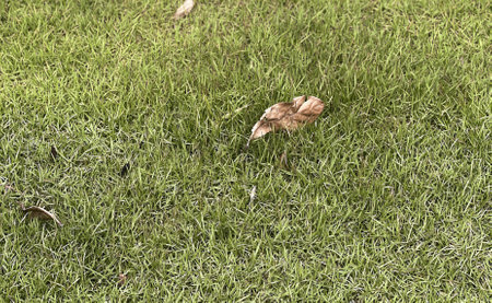a photography of leaves in the grass.