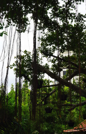 a tree in the forest..
