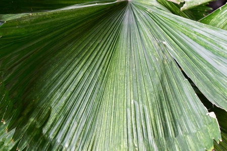 close up of a palm leaf..