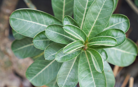 a plant with green leaves..の写真素材