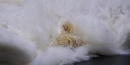 a cat lying on its back in the sun..の写真素材