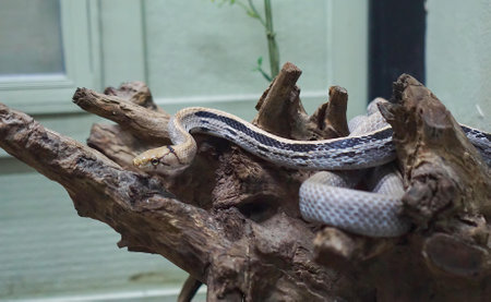 a snake on a branch..