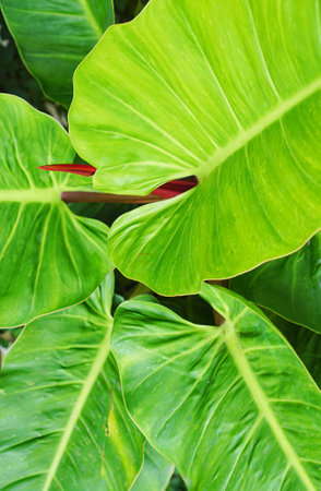 close up of a leaf..