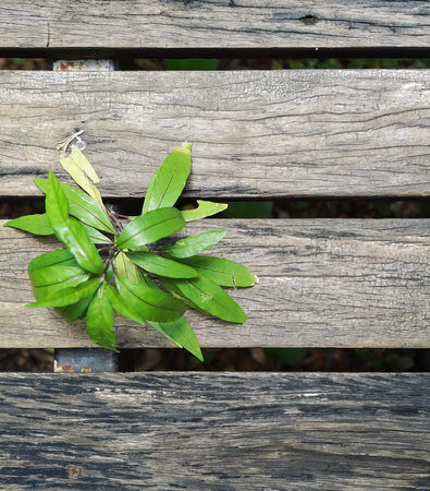 a green plant hanging from a wooden fence...の写真素材