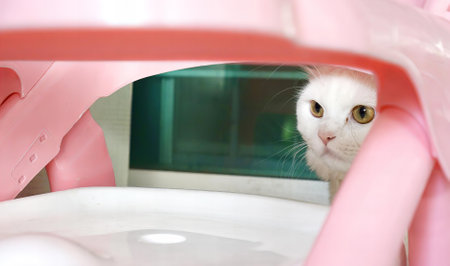 cat in a pink chair.の写真素材