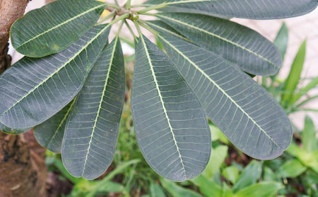 the leaves of a tree are green...の写真素材