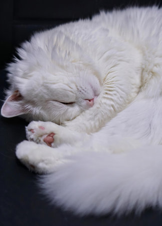 a white cat with its paws stretched out..の写真素材