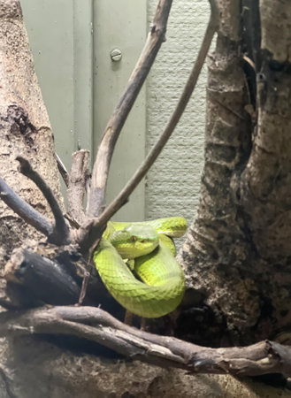 a snake in a tree.