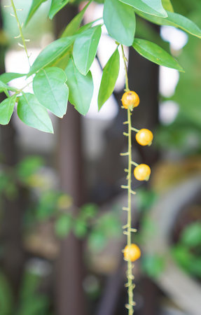 a small tree with fruit..