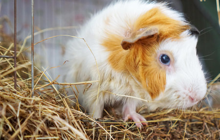 a guinea pig in a cage.の写真素材