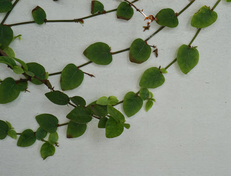 the plant is growing in the wall of the house...の写真素材